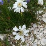 Achillea barrelieri Fleur