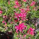 Grevillea rosmarinifolia花