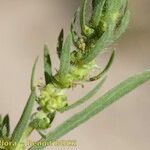 Bassia hyssopifolia Other