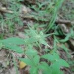 Galium circaezans Leaf