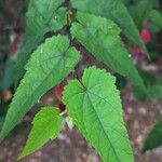 Abutilon megapotamicum Hoja