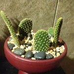 Opuntia microdasys পাতা