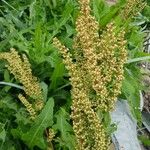 Rumex aquaticus Fruchs