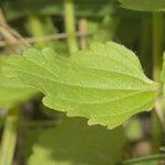 Sideritis romana Feuille