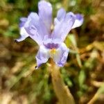 Moraea sisyrinchium Kvet