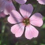Vaccaria hispanica 花