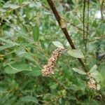 Salix appendiculata Blüte