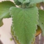 Plectranthus barbatus Leaf