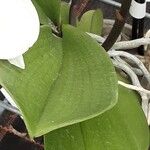 Phalaenopsis amabilis List