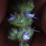 Salvia lasiocephala Diğer