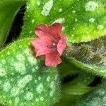 Pulmonaria officinalis Hoja