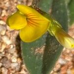 Scorpiurus sulcatus Flower
