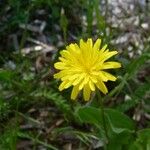 Hyoseris radiata Flower