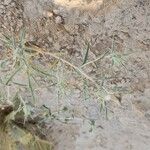 Atractylis carduus Hábito