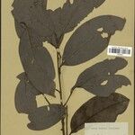 Aniba riparia Лист
