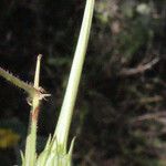 Erodium gruinum Fruit