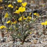 Mentzelia nitens Habit