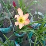 Zephyranthes rosea Kvet