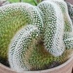 Mammillaria spinosissima Hábito