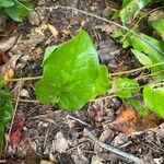 Smilax pumila List