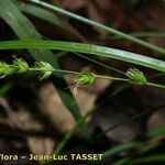 Carex leersii Virág