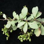 Berberis koehneana Staniste