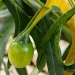 Solanum aviculare Ovoce