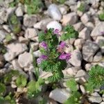 Lamium amplexicauleHabit