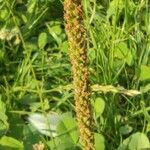 Plantago major Fruit