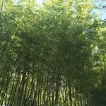 Phyllostachys reticulata Habitus