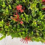 Ixora coccinea Flower