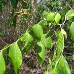 Micromelum minutum Leaf