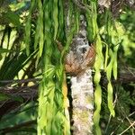 Ophioglossum pendulum Bark