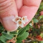 Vaccinium vitis-idaeaFlower