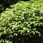 Pilea bracteosa Habit