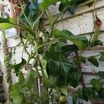 Nepenthes truncata Habitus