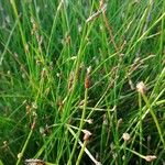 Eleocharis palustris عادت داشتن