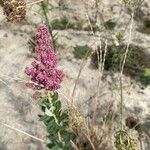 Spiraea tomentosaFlower