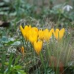 Crocus flavus Blüte