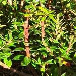 Gaultheria mucronata Folha