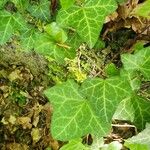 Hedera hibernica Hostoa