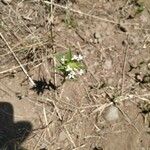 Collomia linearis Blomst