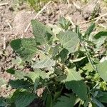 Atriplex laciniata Leaf