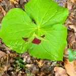 Trillium erectum Leaf