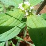 Mitracarpus hirtus Flower
