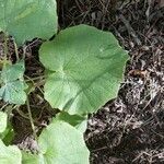 Pericallis murrayi Ліст