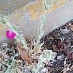 Silene coronaria Vekstform