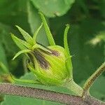 Hibiscus lunariifolius Fruto