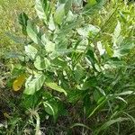 Calotropis gigantea Leaf