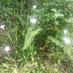Moenchia mantica Flower